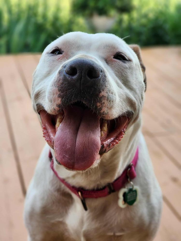 JoJo - pending adoption, a Adoptable mixed breed in Grand Rapids, MI image 2/4