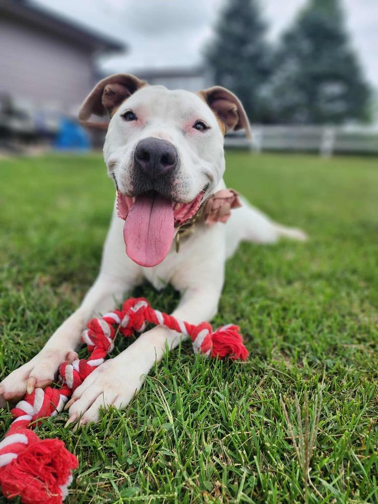 JoJo - pending adoption, a Adoptable mixed breed in Grand Rapids, MI image 3/4