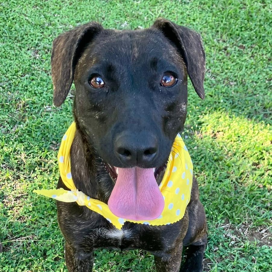 Enlarge Ebony Jane, a Adoptable mixed breed in Huntington, NY image 3/6