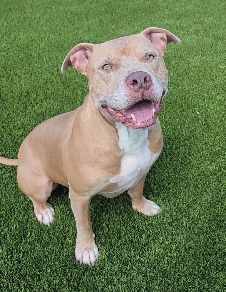 Ganon, Adoptable, Adult Male American Staffordshire Terrier.