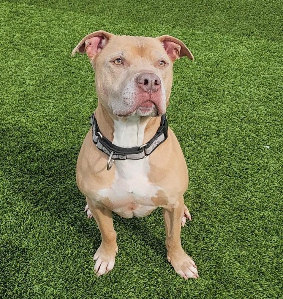 Enlarge Ganon, a Adoptable American Staffordshire Terrier in Frankfort, KY image 5/5