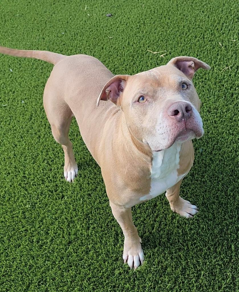 Ganon, a Adoptable American Staffordshire Terrier in Frankfort, KY image 4/4