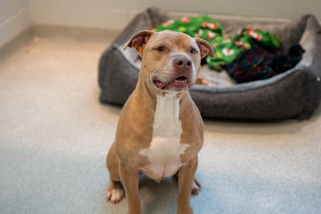 Ganon, a Adoptable American Staffordshire Terrier in Frankfort, KY image 2/4
