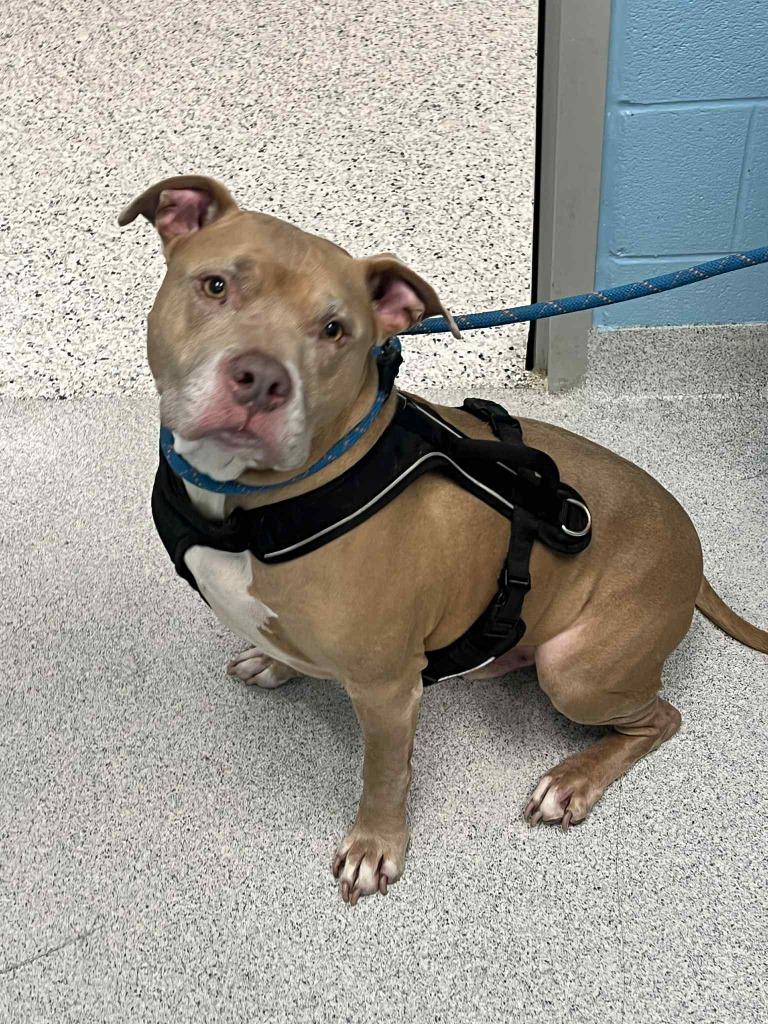 Ganon, a Adoptable American Staffordshire Terrier in Frankfort, KY image 3/4