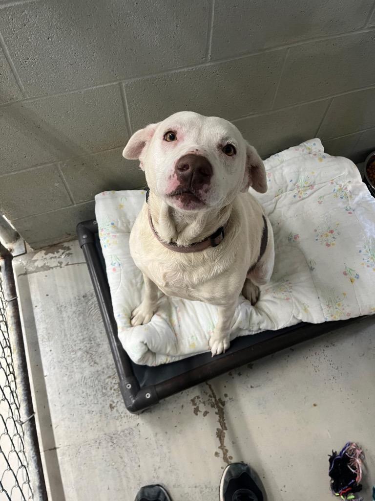 Enlarge Baby Girl, a Adoptable mixed breed in Camden, TN image 1/1