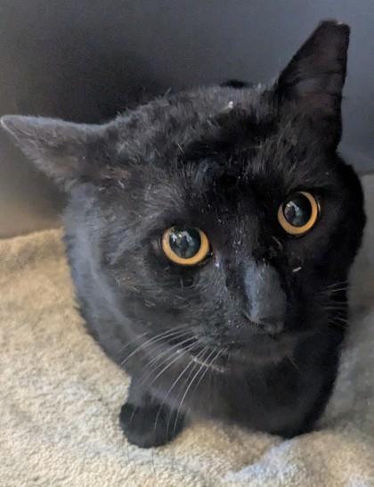 Oraiste (Ora for short), an adoptable Domestic Short Hair in Flagstaff, AZ, 86001 | Photo Image 1