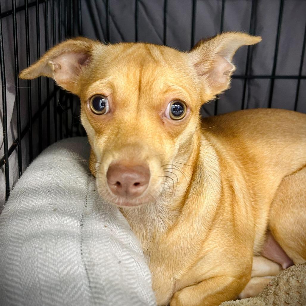 Daisy, Adoptable, Young Female Chihuahua.