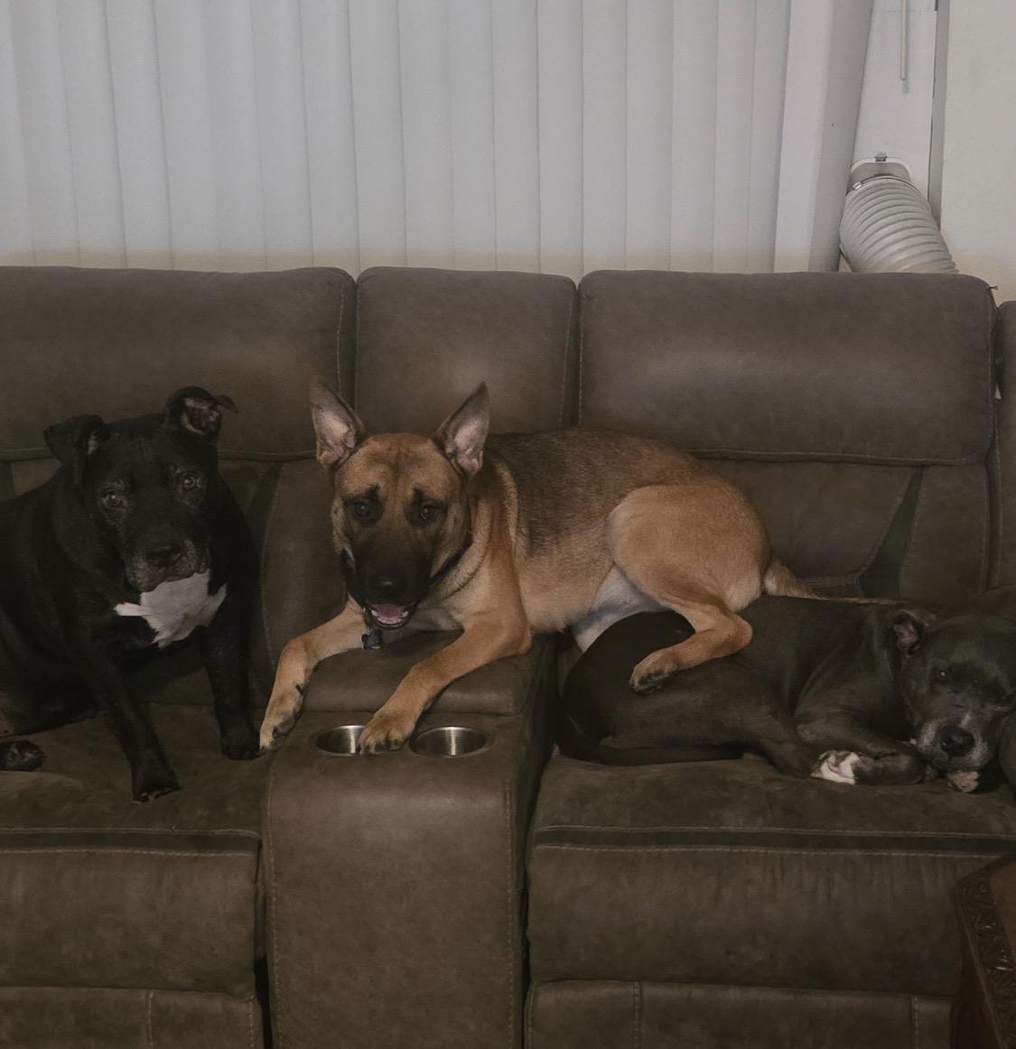 Enlarge Sophie, a ADOPTABLE mixed breed in Forest Falls, CA image 3/3