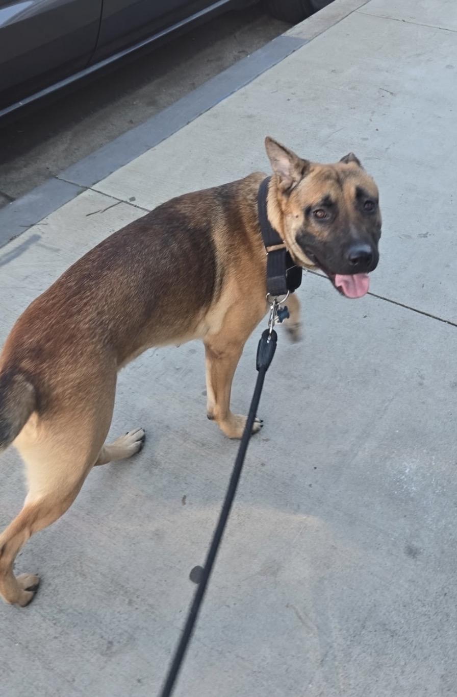 Enlarge Sophie, a ADOPTABLE mixed breed in Forest Falls, CA image 2/3