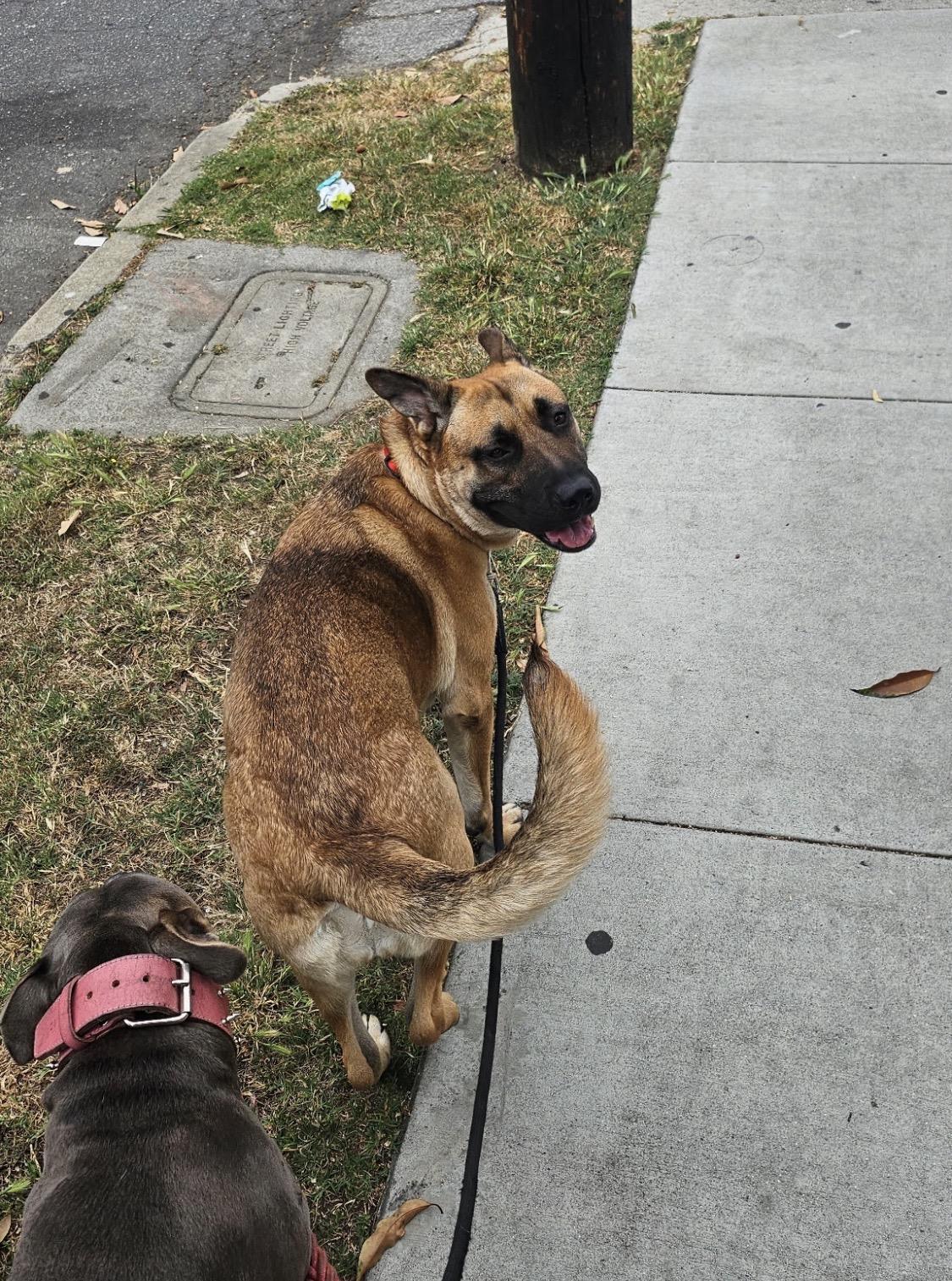 Sophie, a ADOPTABLE mixed breed in Forest Falls, CA image 4/5