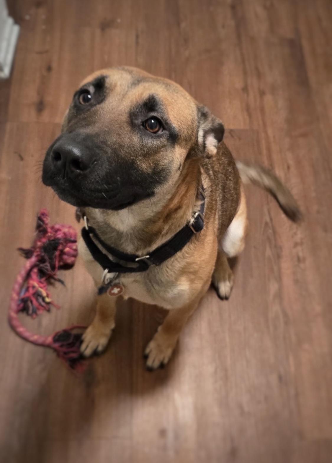 Enlarge Sophie, a ADOPTABLE mixed breed in Forest Falls, CA image 1/3