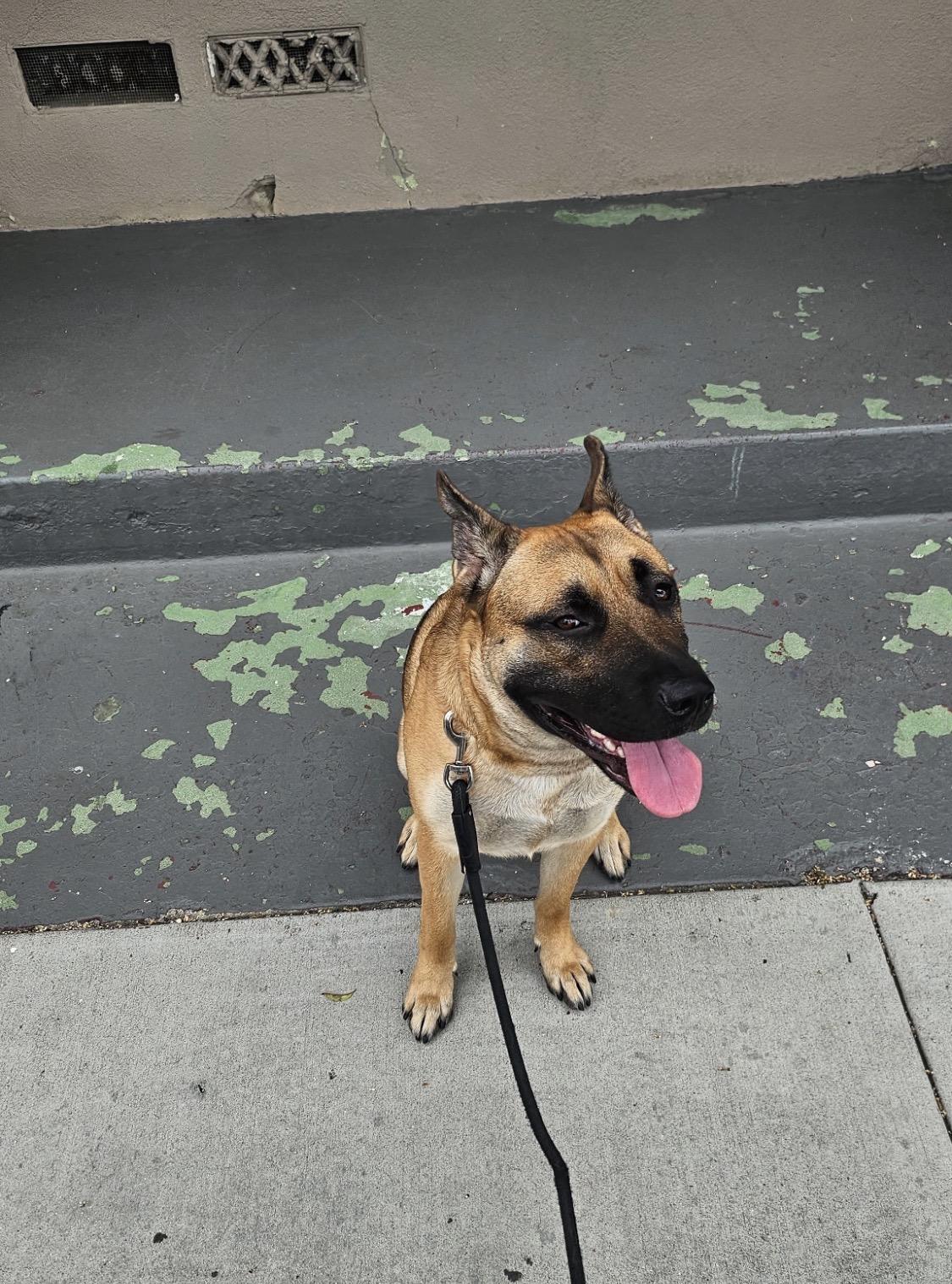 Sophie, a ADOPTABLE mixed breed in Forest Falls, CA image 5/5
