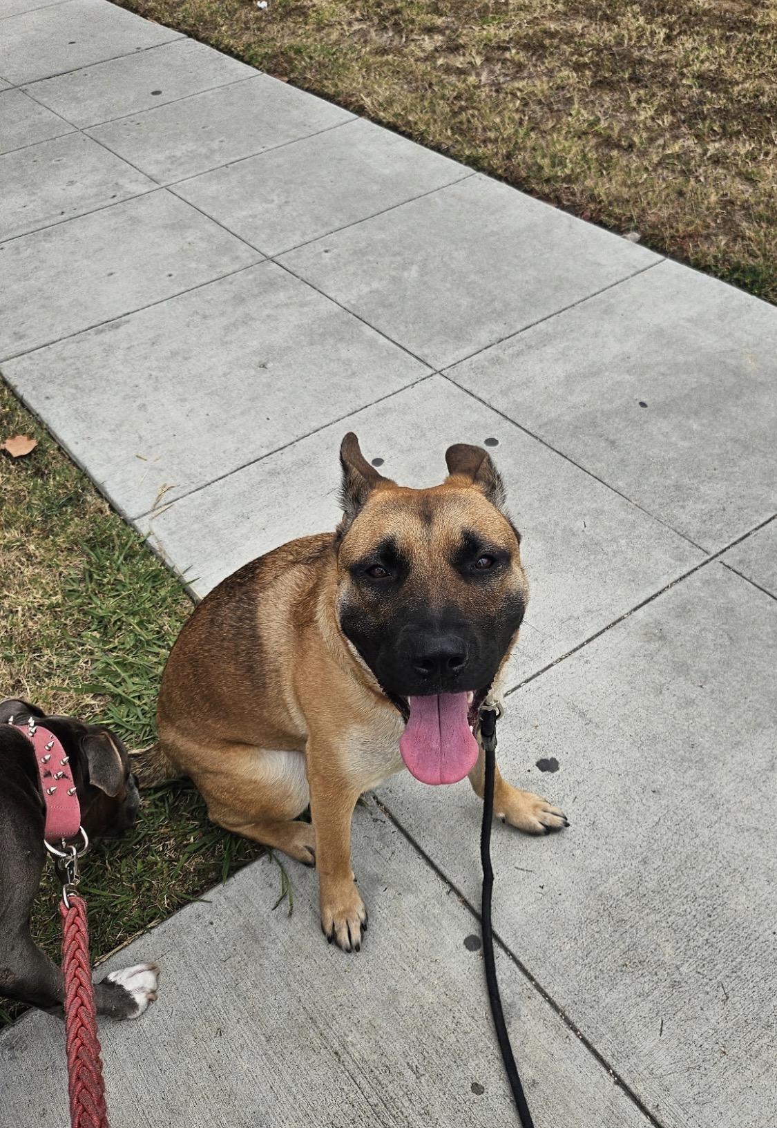 Sophie, a ADOPTABLE mixed breed in Forest Falls, CA image 1/5