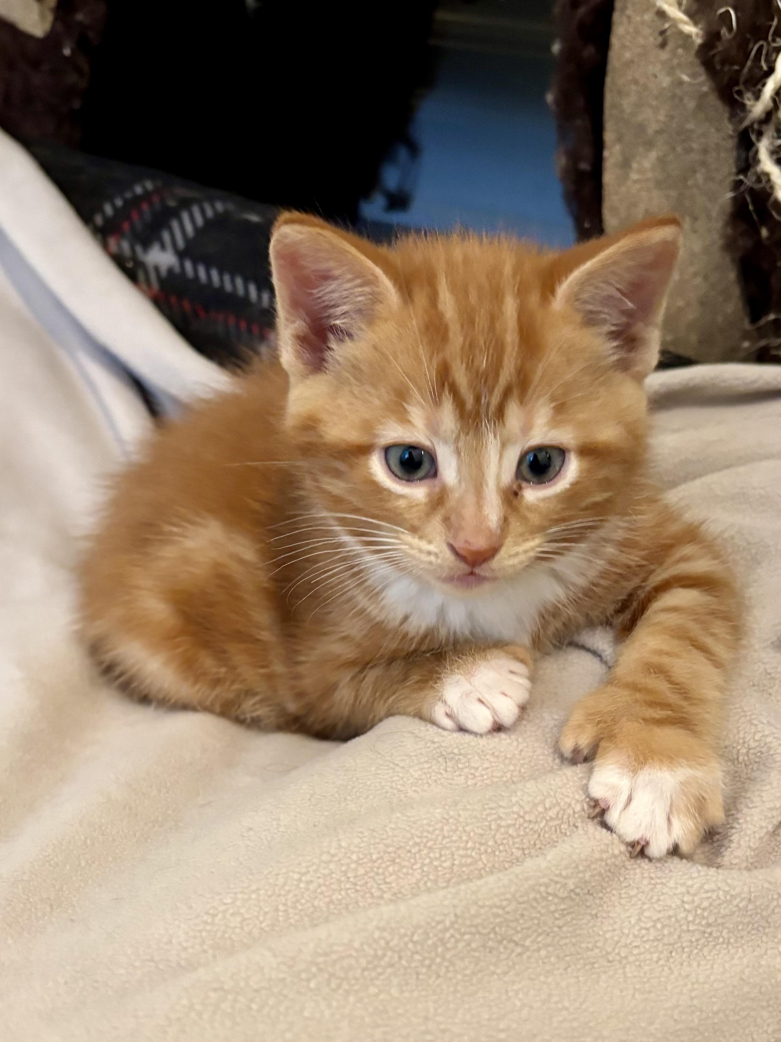 Mike, a ADOPTABLE Domestic Short Hair in Ottawa, ON image 1/5