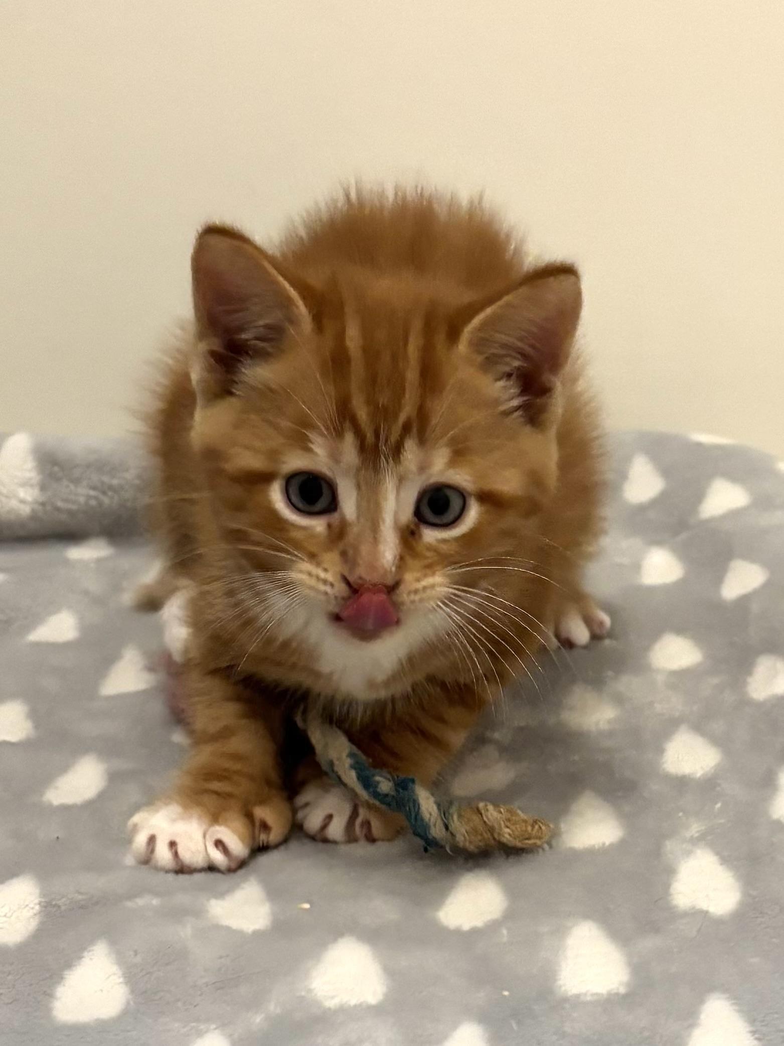 Mike, a ADOPTABLE Domestic Short Hair in Ottawa, ON image 4/5