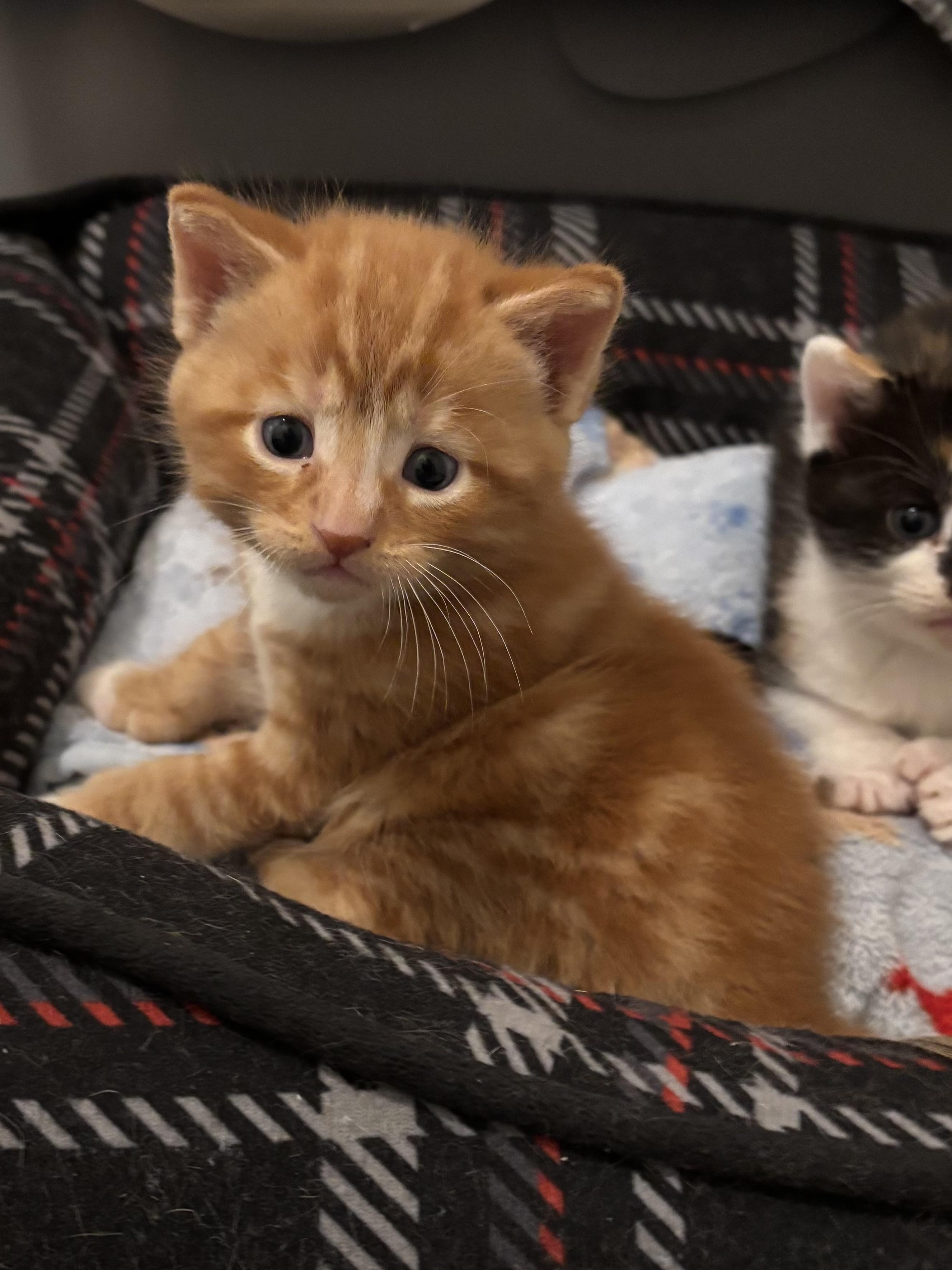 Mike, a ADOPTABLE Domestic Short Hair in Ottawa, ON image 5/5