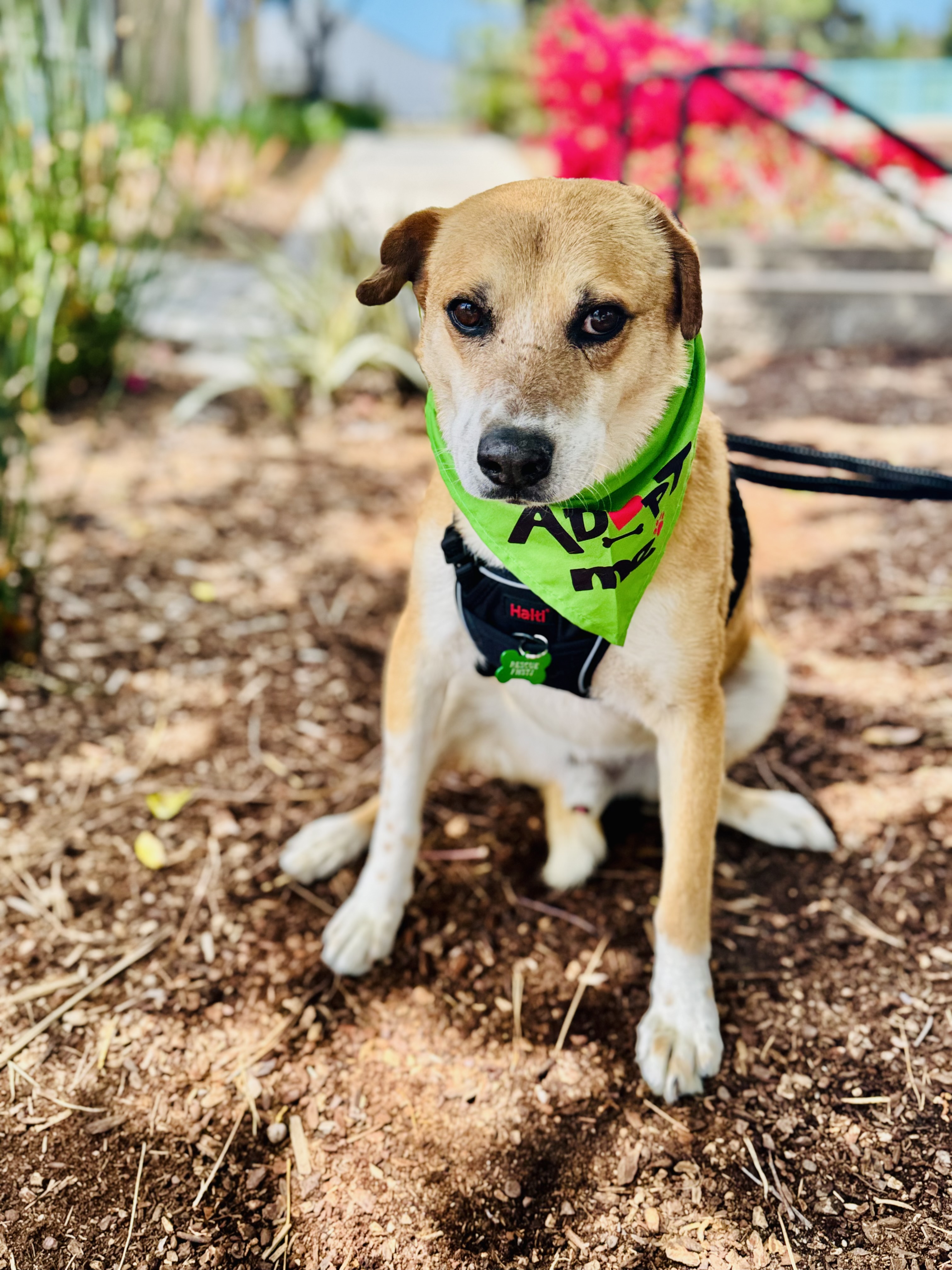 Thomas, a Adoptable mixed breed in San Ysidro, CA image 1/6