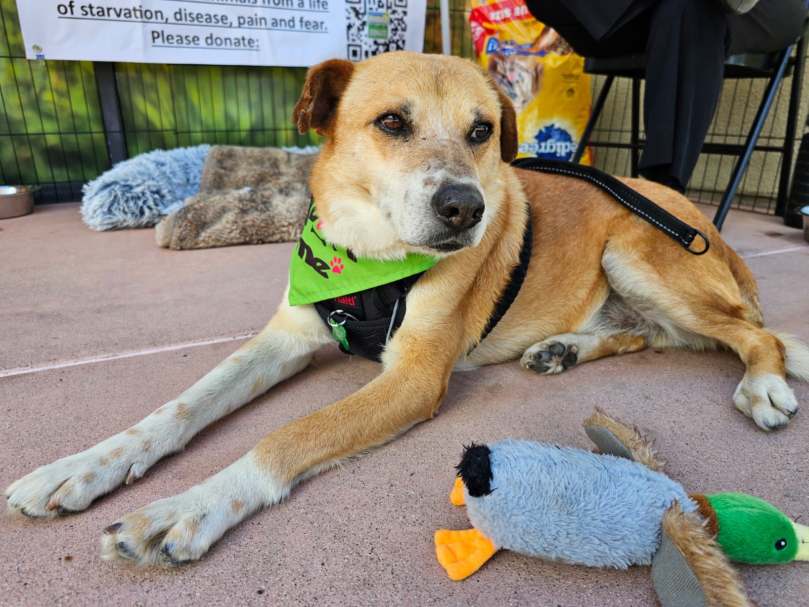 Thomas, a Adoptable mixed breed in San Ysidro, CA image 2/6