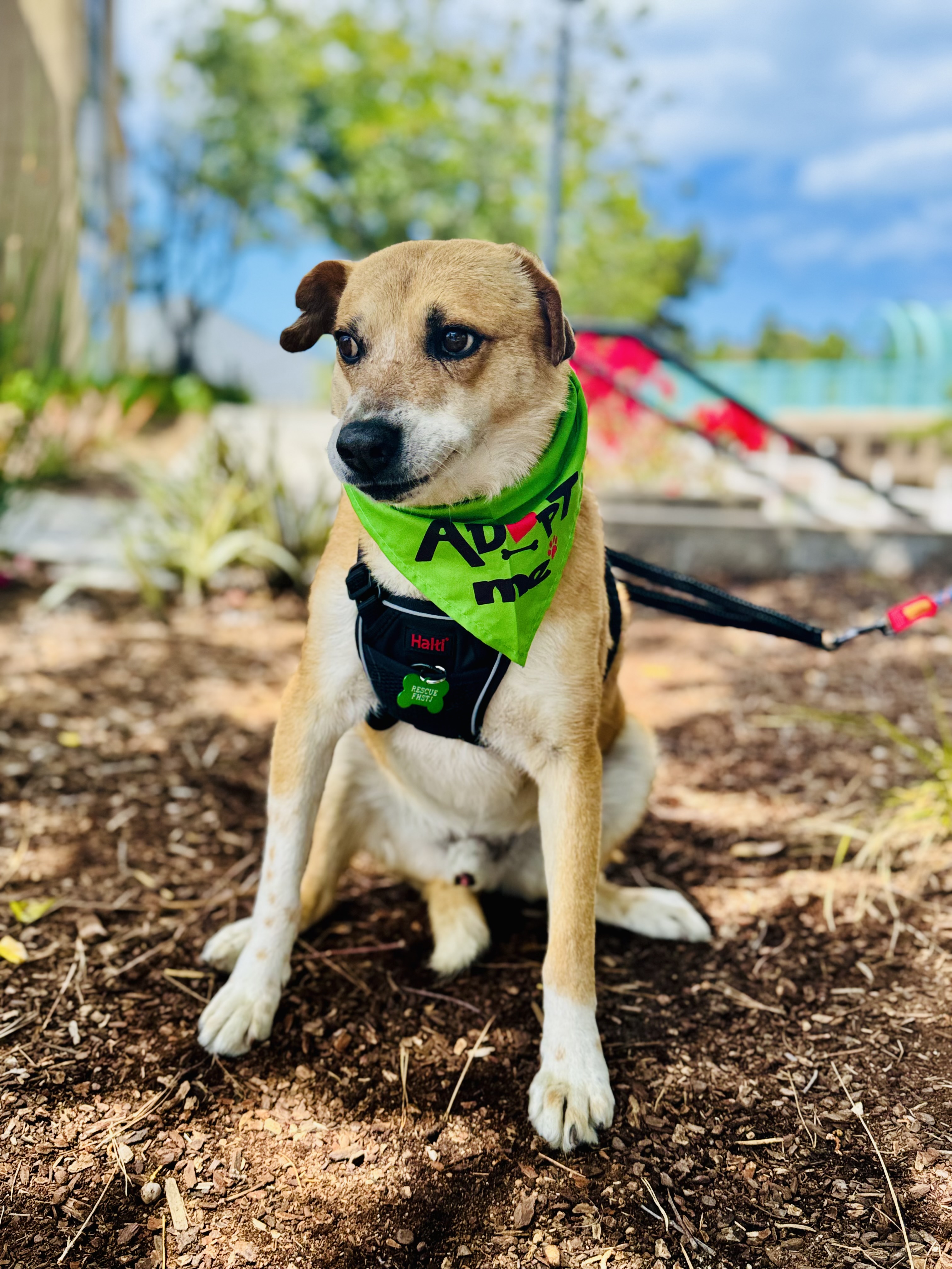 Thomas, a Adoptable mixed breed in San Ysidro, CA image 3/6
