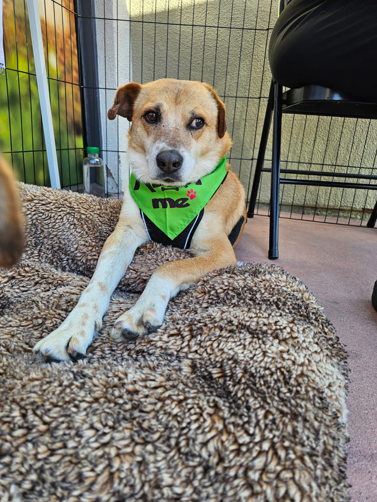Thomas, a Adoptable mixed breed in San Ysidro, CA image 4/6