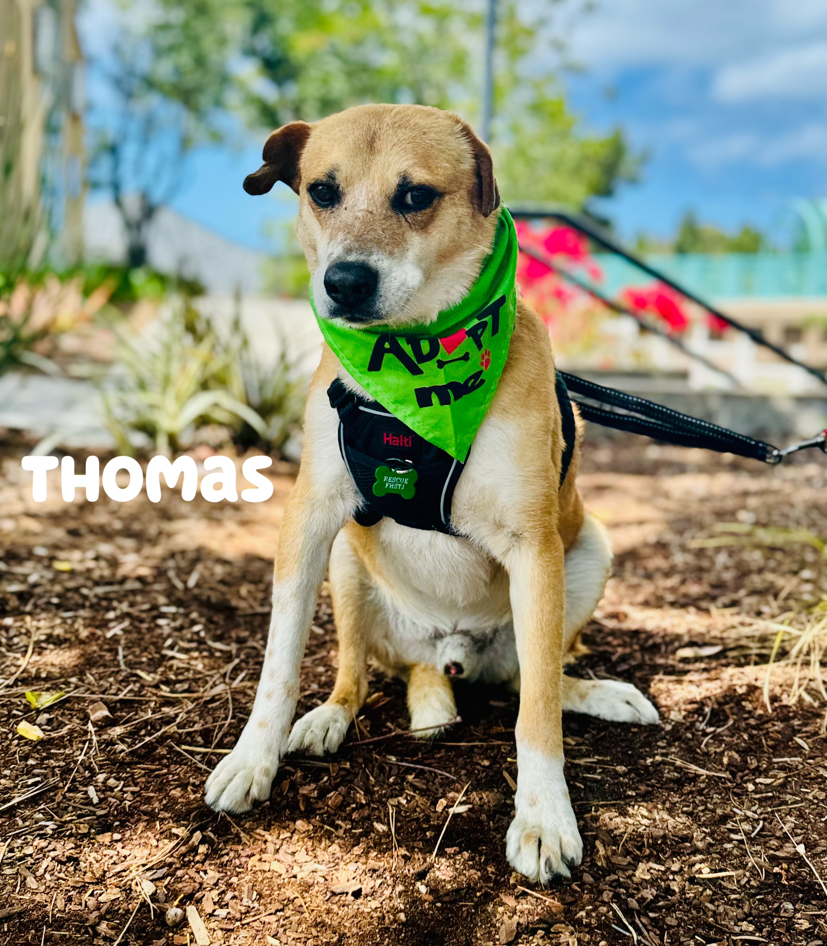 Thomas, a Adoptable mixed breed in San Ysidro, CA image 5/6