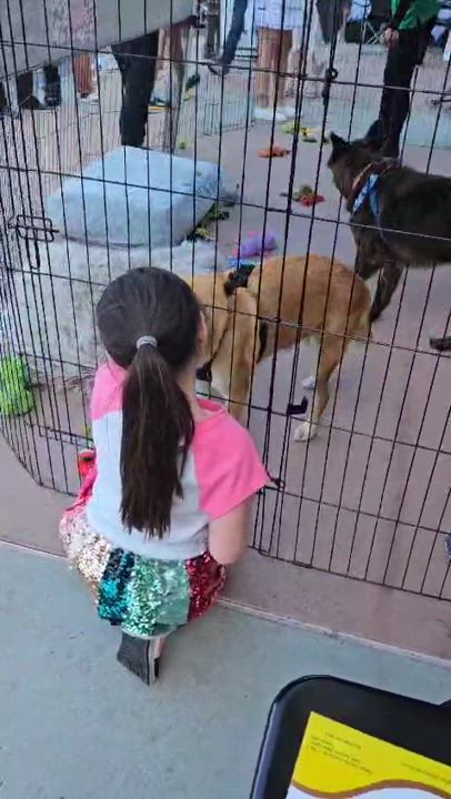 Enlarge Thomas, a Adoptable mixed breed in San Ysidro, CA video 6/6