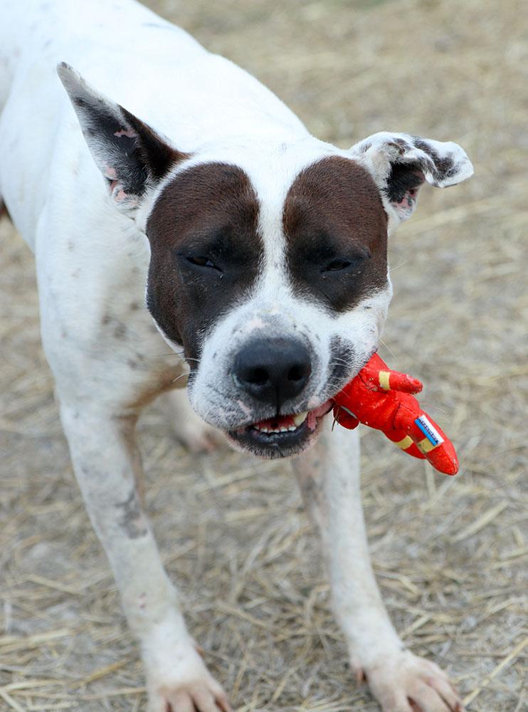 Roscoe (AO36096), a ADOPTABLE mixed breed in Kansas City, KS image 4/6