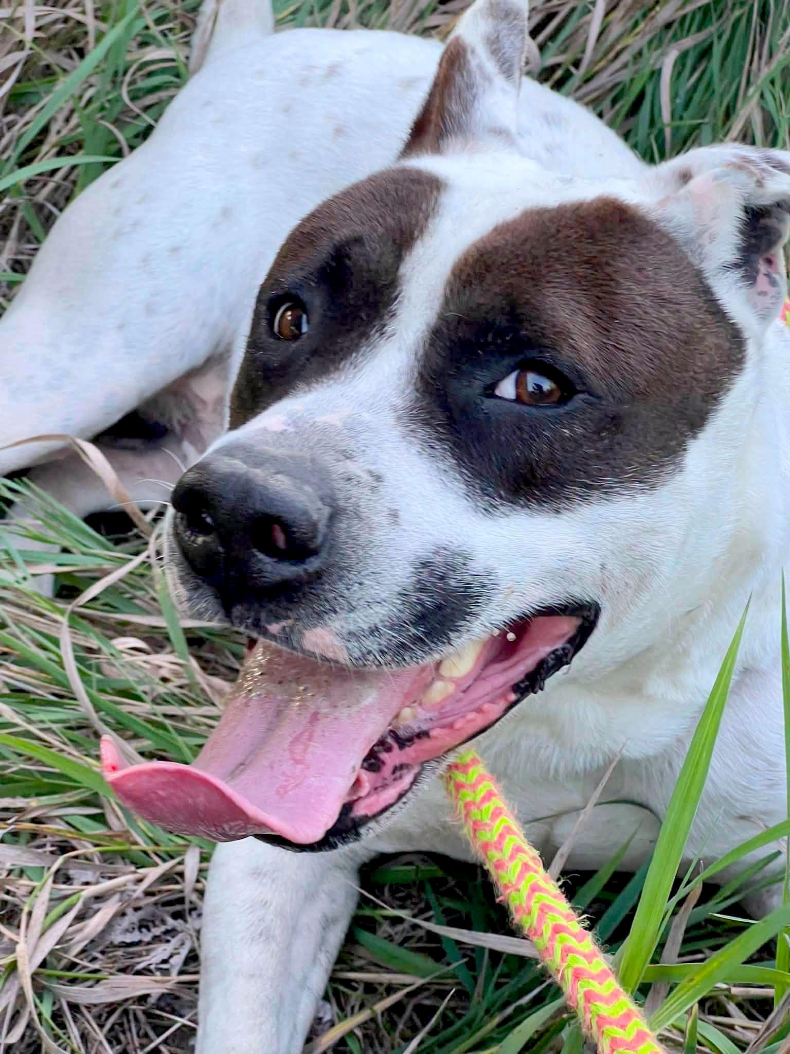 Enlarge Roscoe (AO36096), a Adoptable mixed breed in Kansas City, KS image 4/6