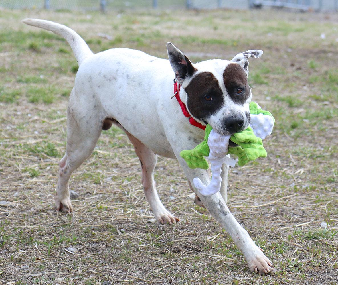 Roscoe (AO36096), a ADOPTABLE mixed breed in Kansas City, KS image 2/6
