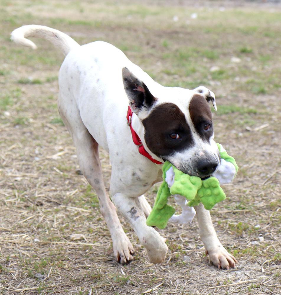 Roscoe (AO36096), a ADOPTABLE mixed breed in Kansas City, KS image 5/6