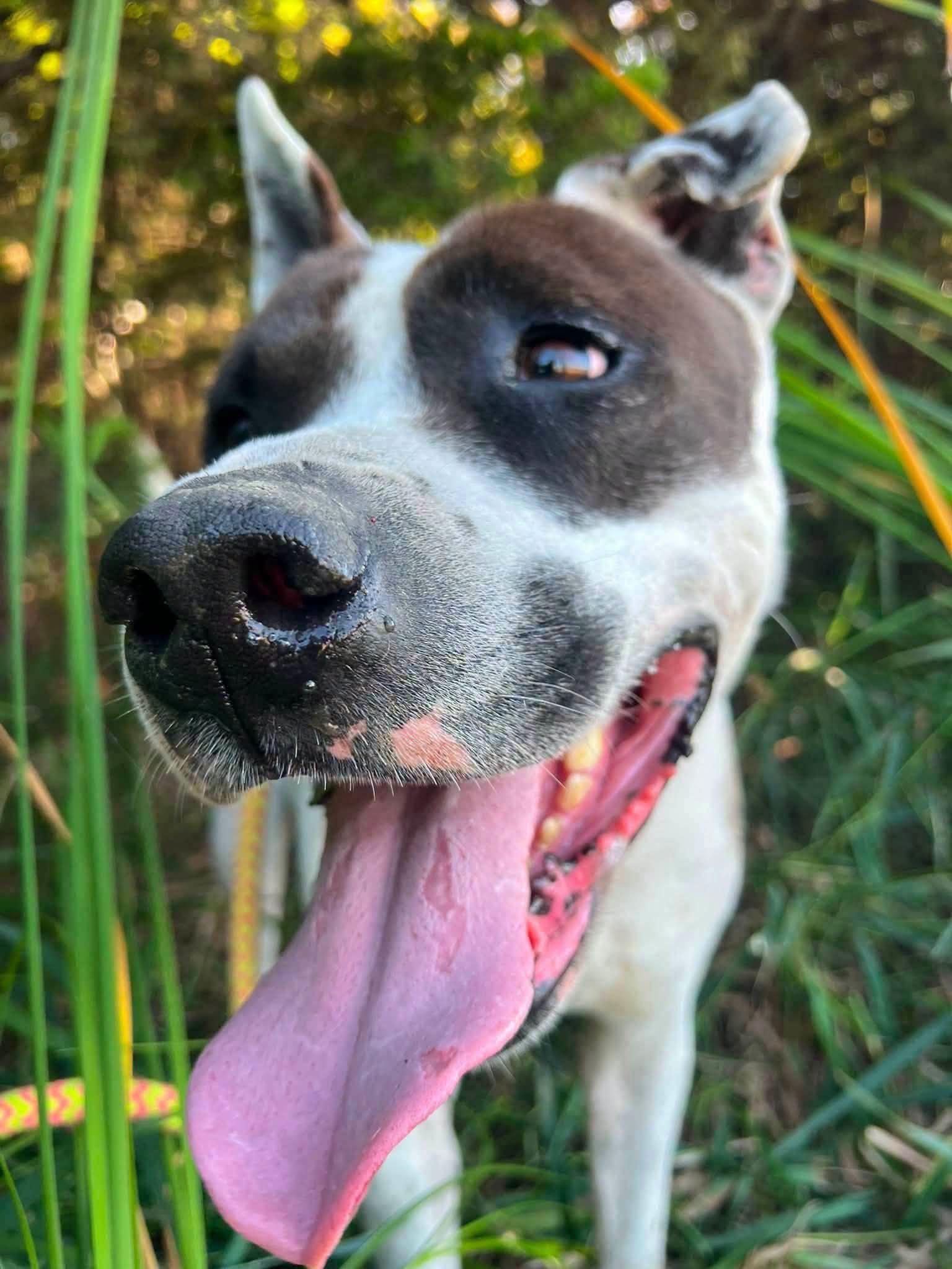 Enlarge Roscoe (AO36096), a Adoptable mixed breed in Kansas City, KS image 3/6