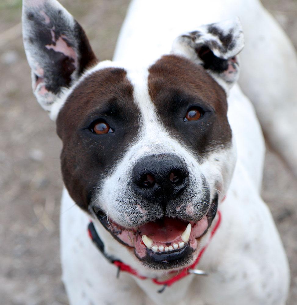 Roscoe (AO36096), ADOPTABLE, Adult Male Pit Bull Terrier.