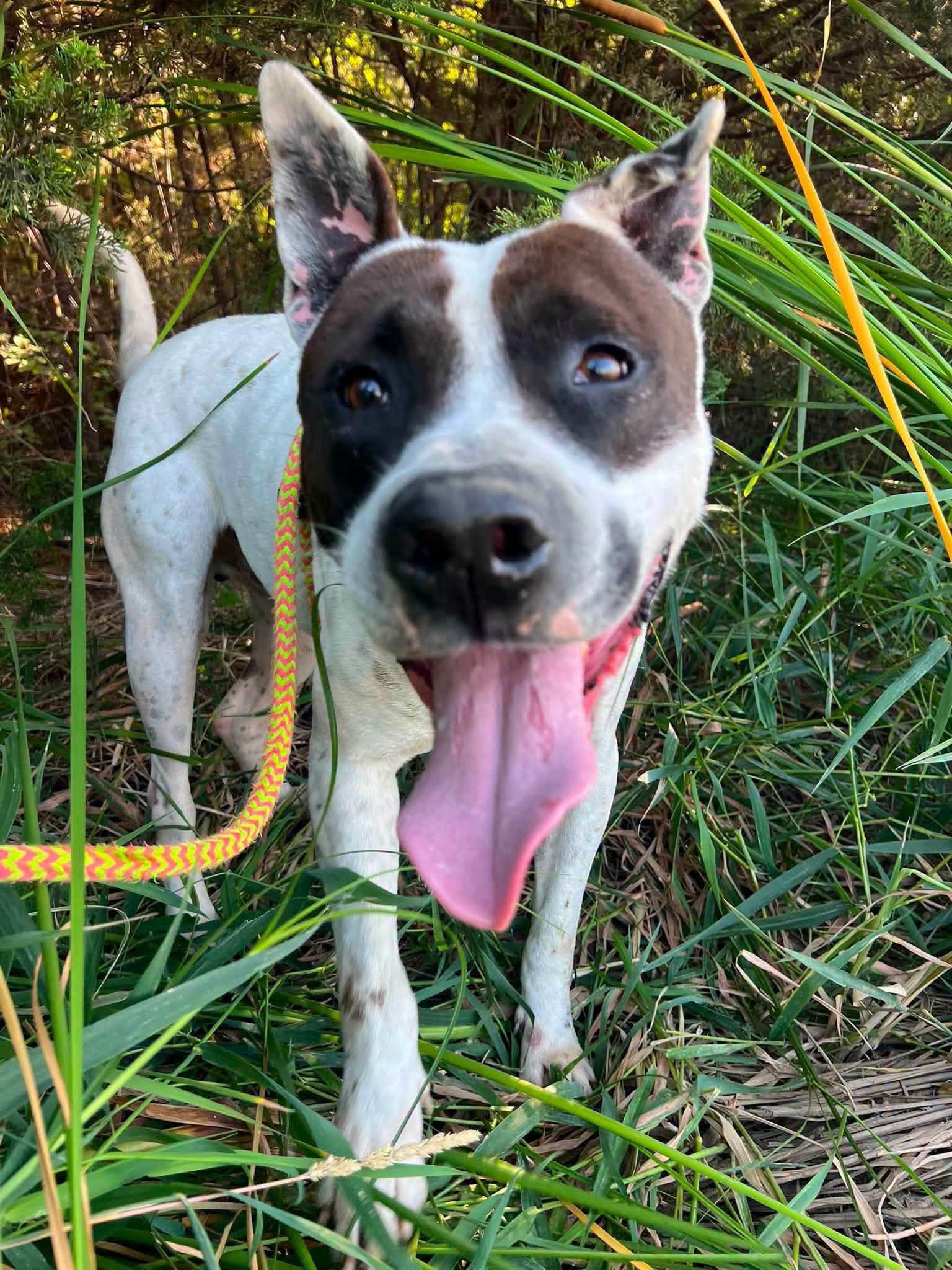 Enlarge Roscoe (AO36096), a Adoptable mixed breed in Kansas City, KS image 1/6