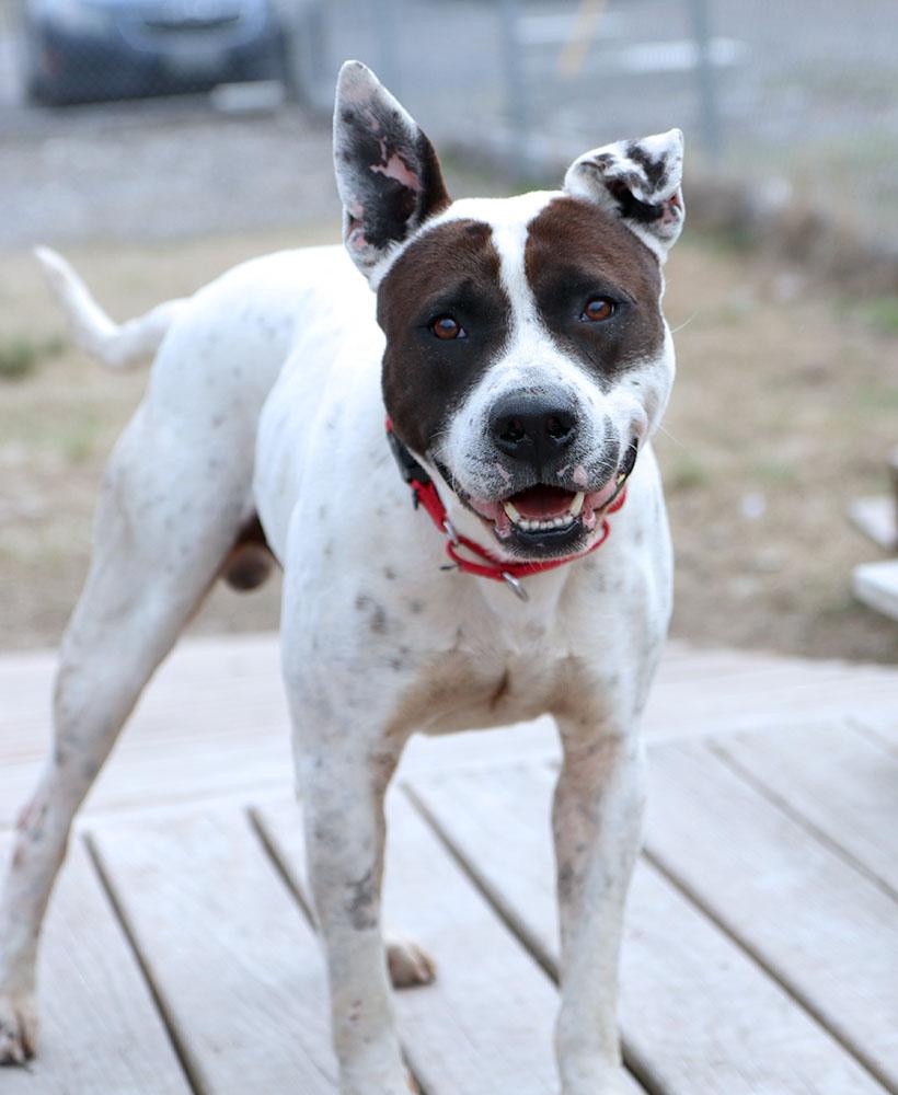Roscoe (AO36096), a ADOPTABLE mixed breed in Kansas City, KS image 3/6