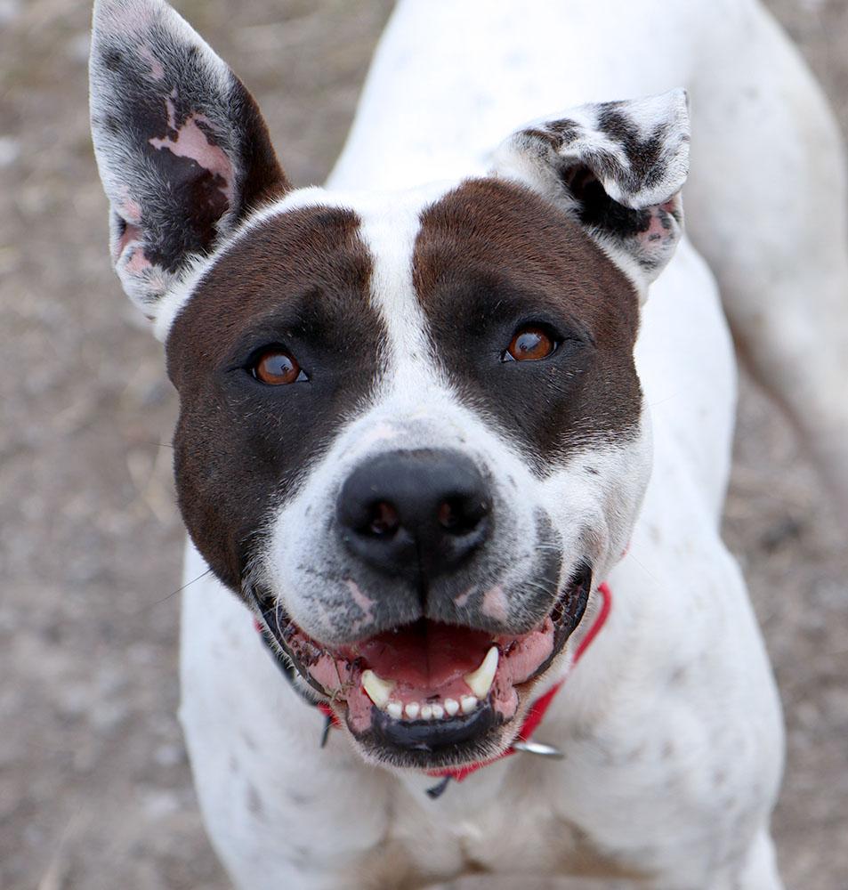 Roscoe (AO36096), a ADOPTABLE mixed breed in Kansas City, KS image 6/6