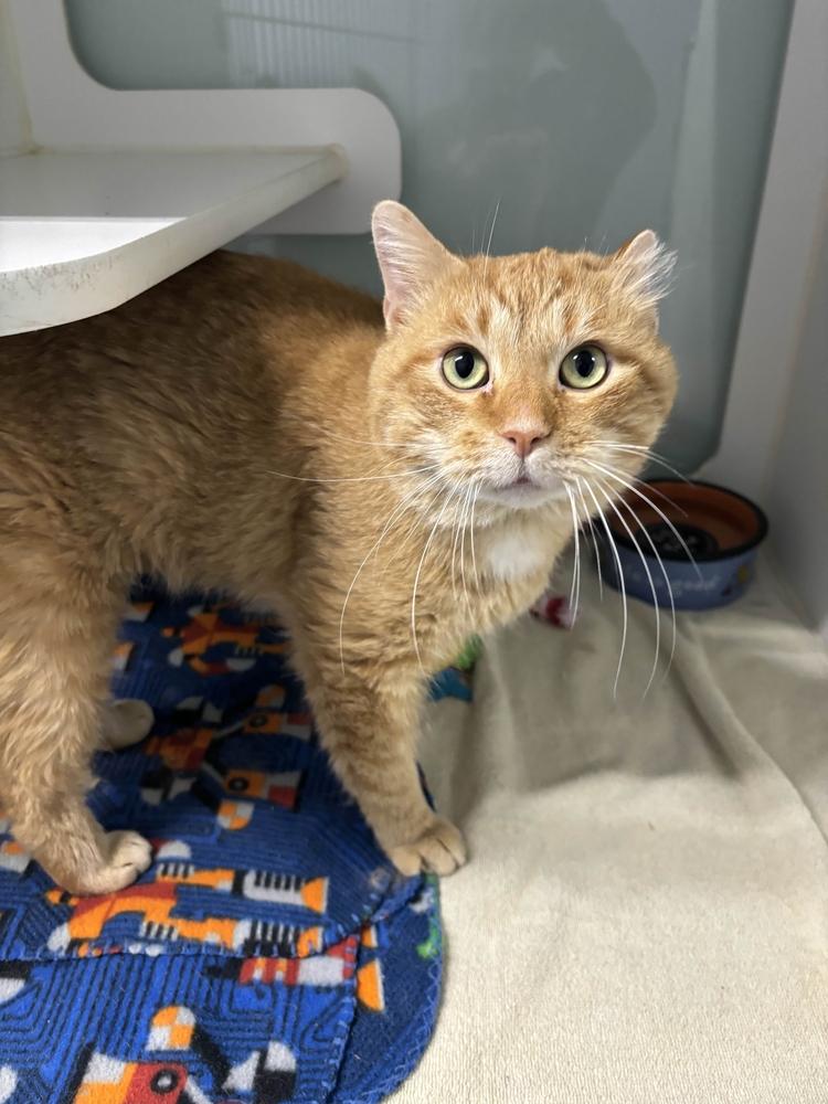 Jacques, Adoptable, Adult Male Domestic Short Hair.