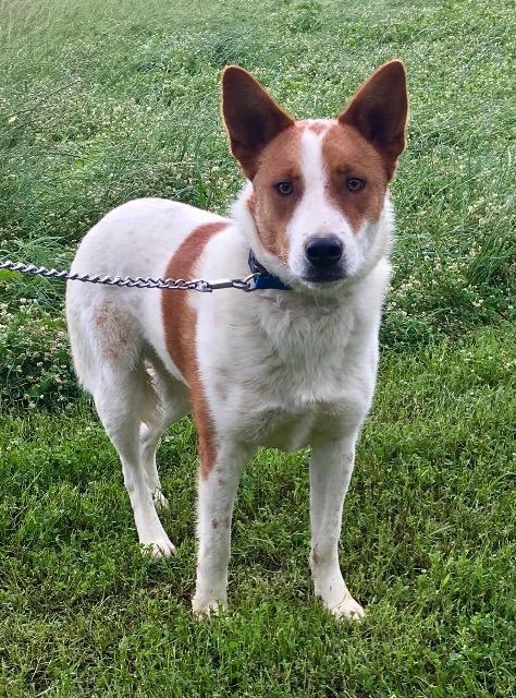 L.G. Little Guy, Adoptable, Senior Male Australian Shepherd & Cattle Dog.