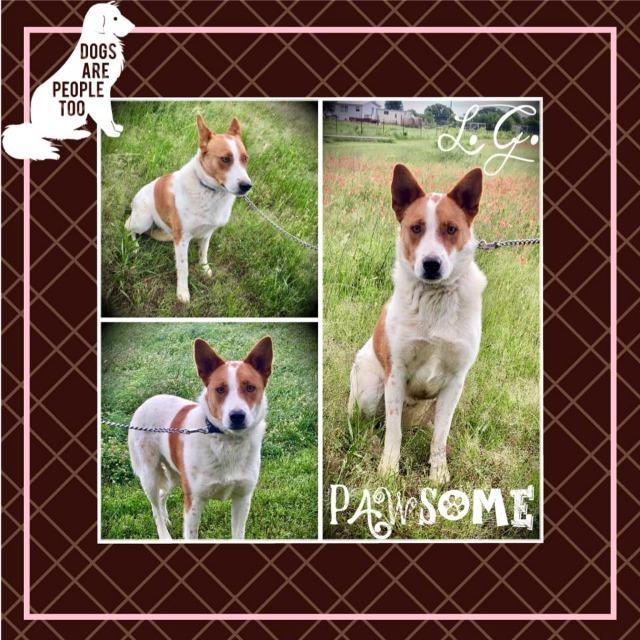 Enlarge L.G. Little Guy, a Adoptable mixed breed in Quinlan, TX image 3/6