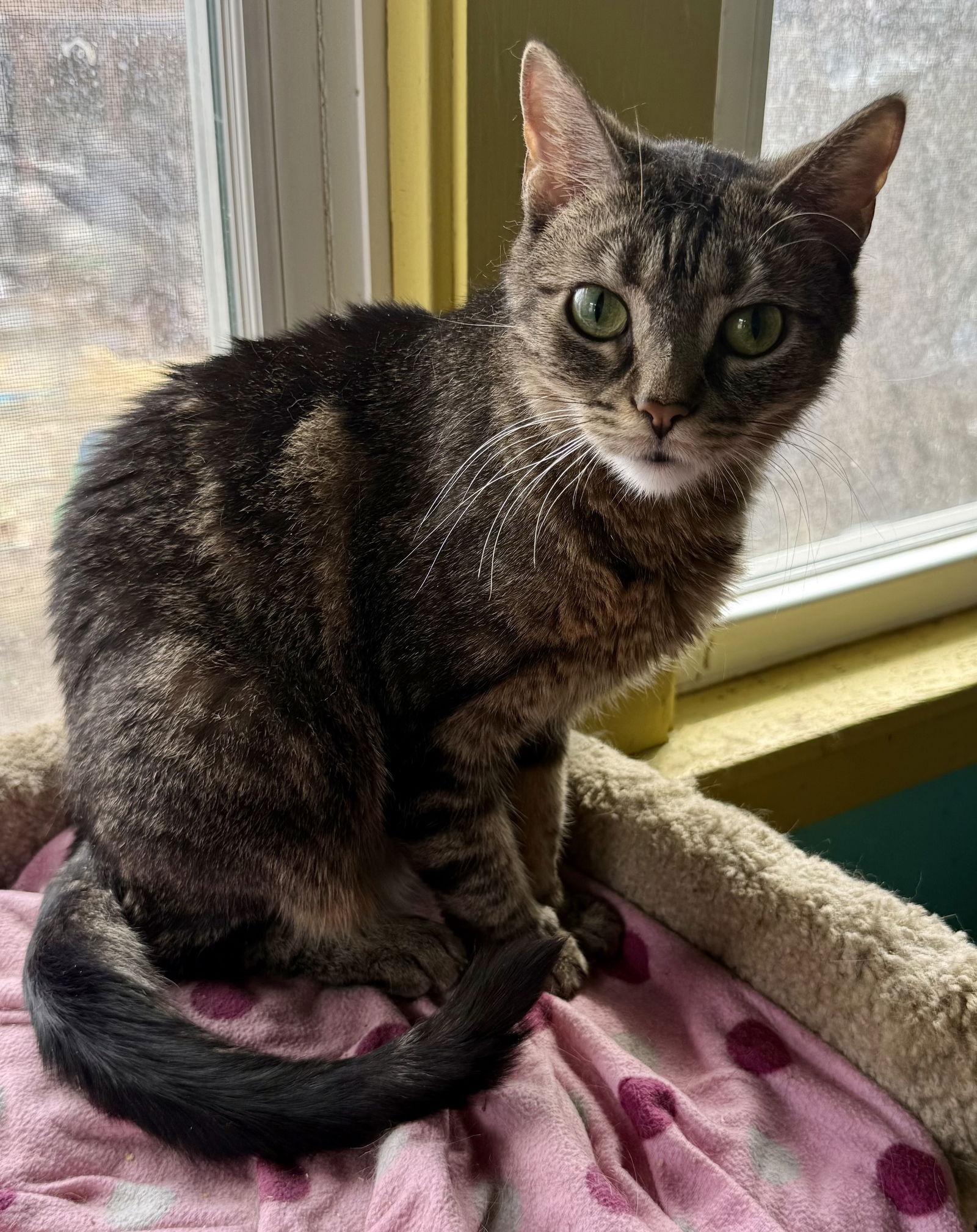 Enlarge Bellini aka Belle, a Adoptable Tabby in Maywood, IL image 2/3