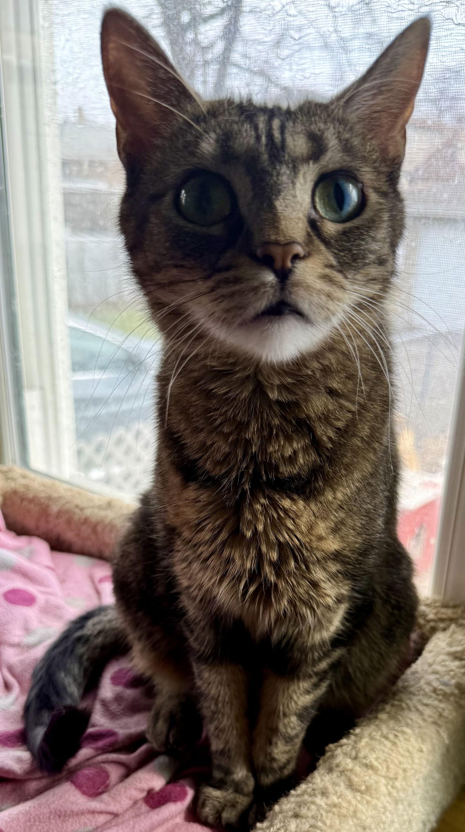 Enlarge Bellini aka Belle, a Adoptable Tabby in Maywood, IL image 3/3