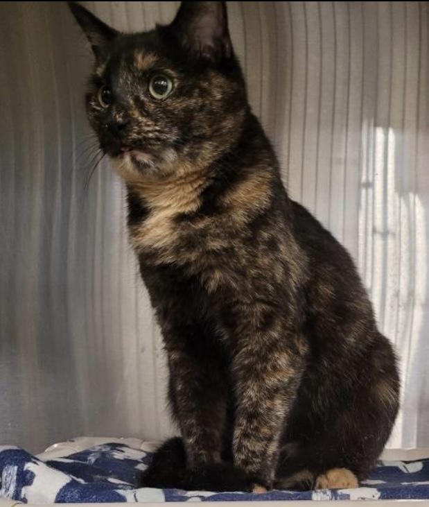 Toffee, a Adoptable mixed breed in Philadelphia, PA image 2/3