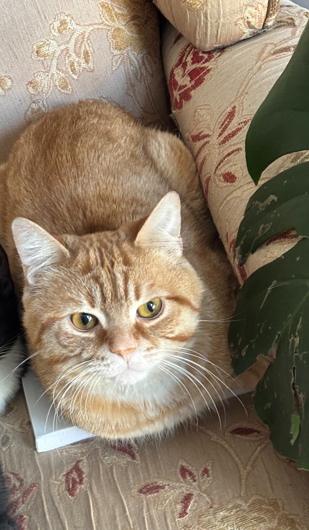 Enlarge Léo, a ADOPTABLE Tabby in Verdun, QC image 1/1