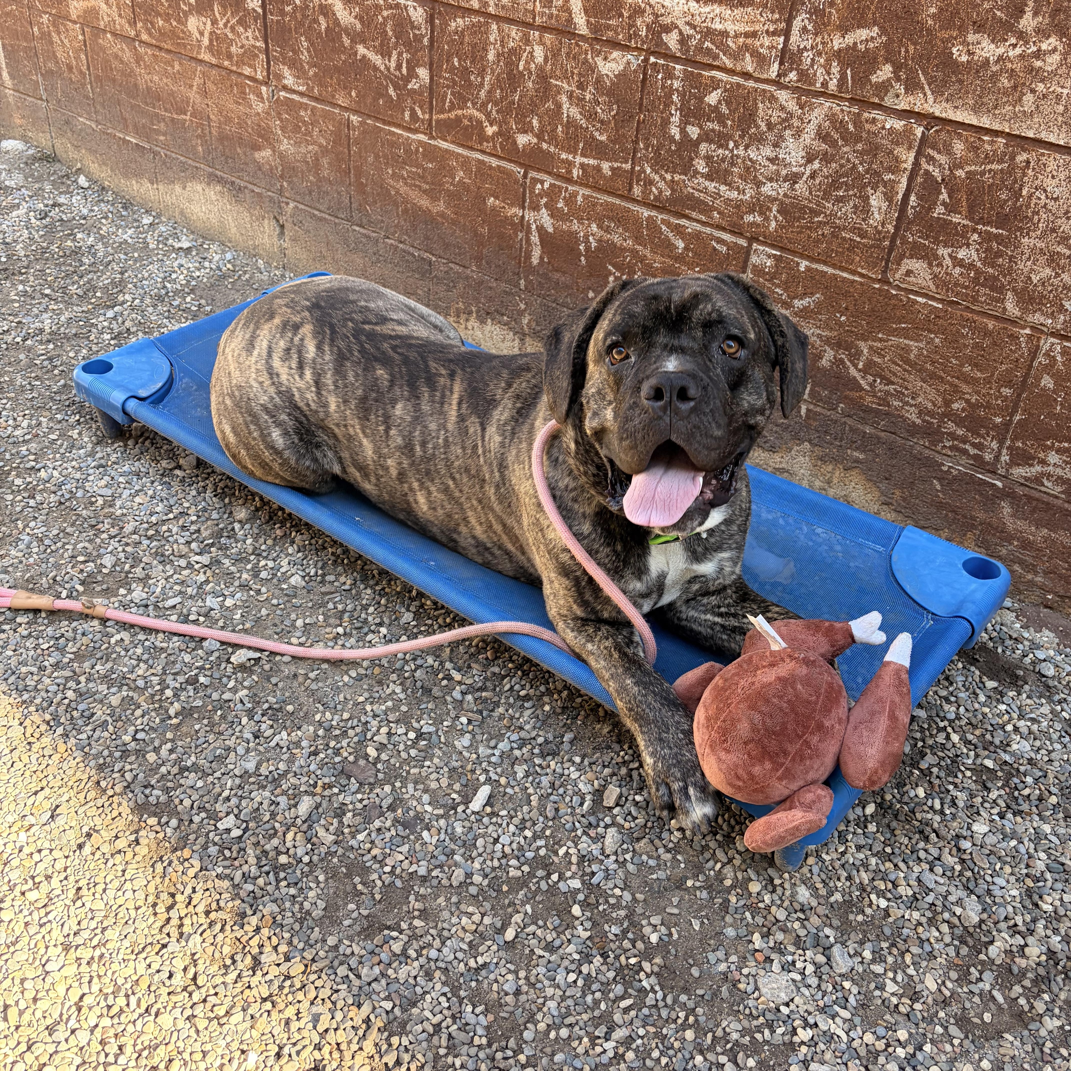 Enlarge Duke, a ADOPTABLE Cane Corso in Oak Park, MI image 2/5