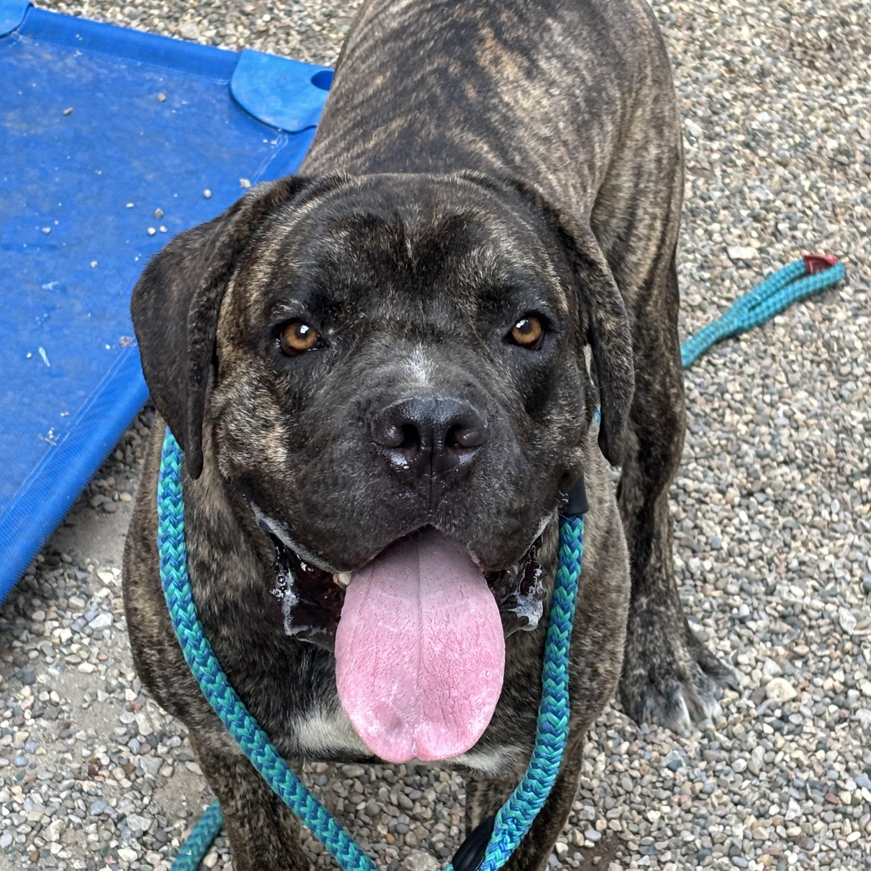 Duke, ADOPTABLE, Adult Male Cane Corso.