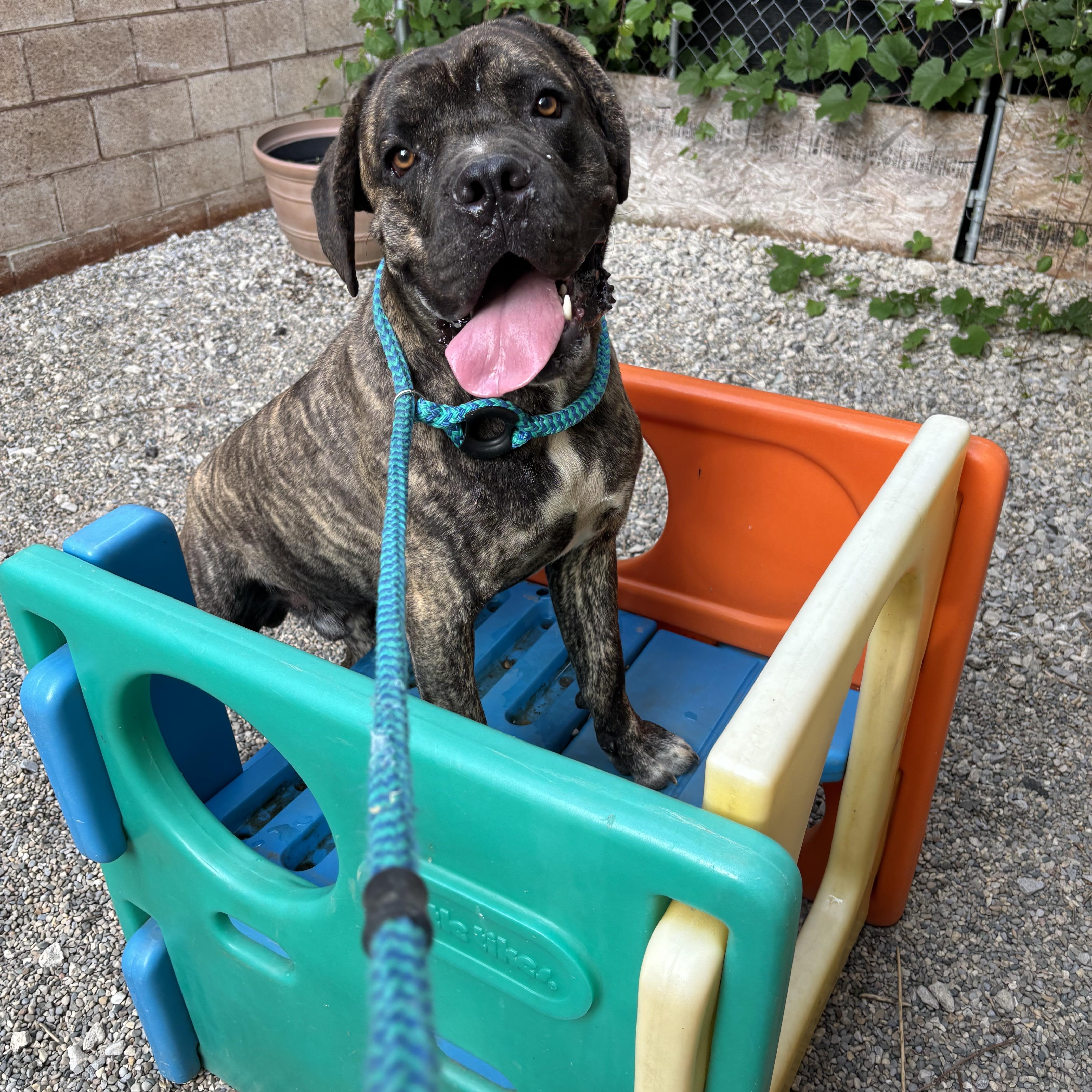 Enlarge Duke, a ADOPTABLE Cane Corso in Oak Park, MI image 3/5