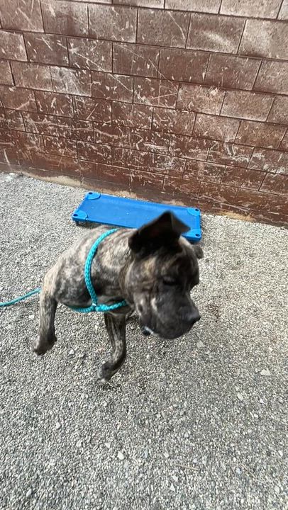 Enlarge Duke, a ADOPTABLE Cane Corso in Oak Park, MI video 5/5
