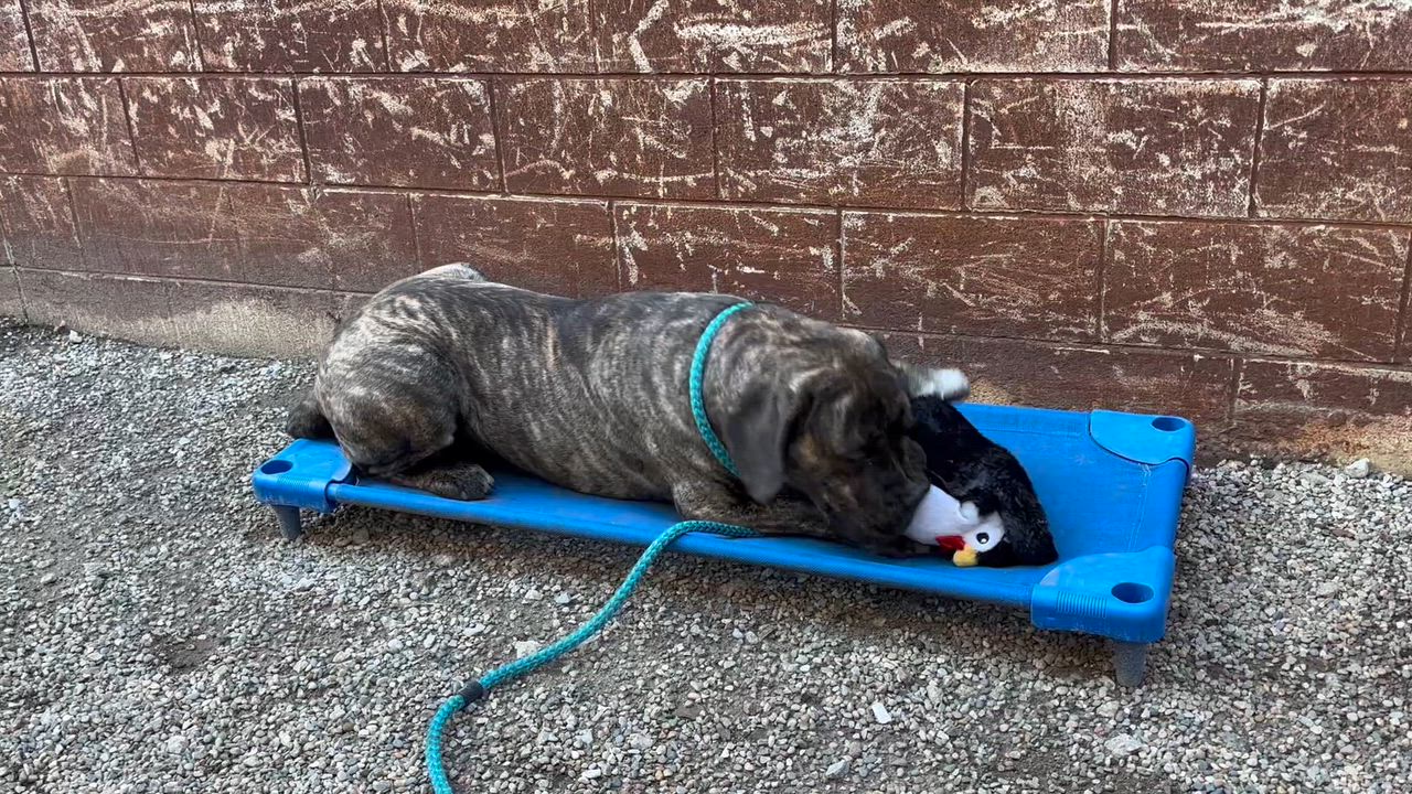 Enlarge Duke, a ADOPTABLE Cane Corso in Oak Park, MI video 4/5