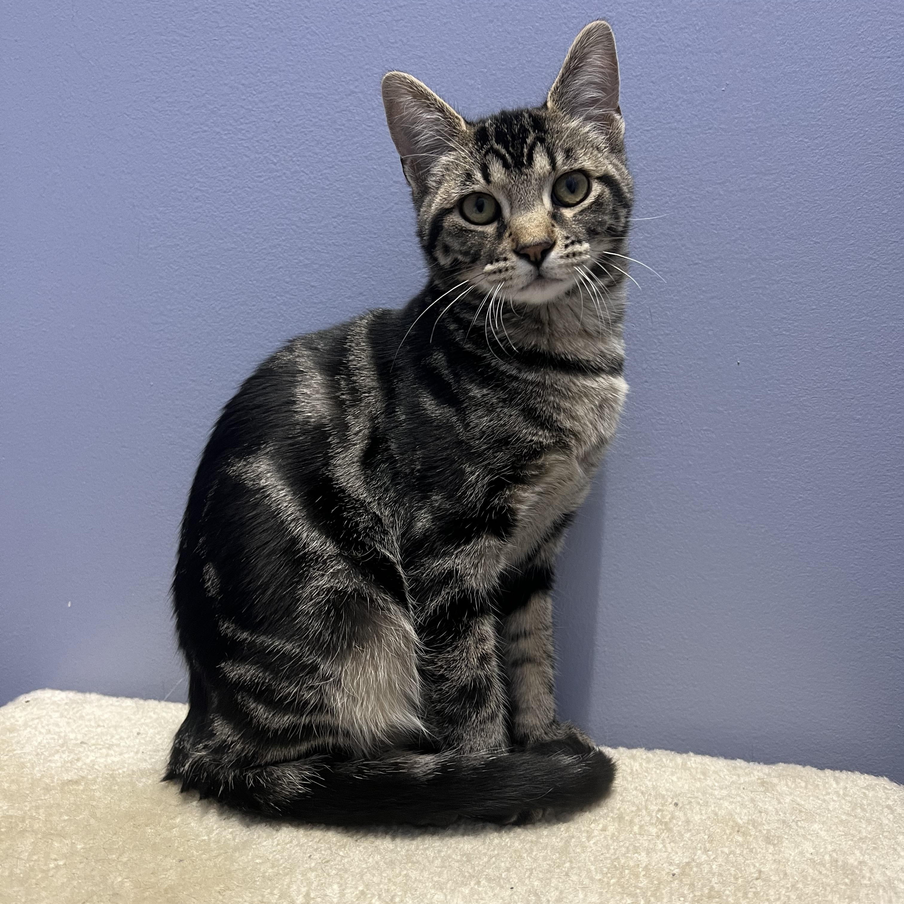 Oscar, a Adoptable Tabby in High Ridge, MO image 1/3