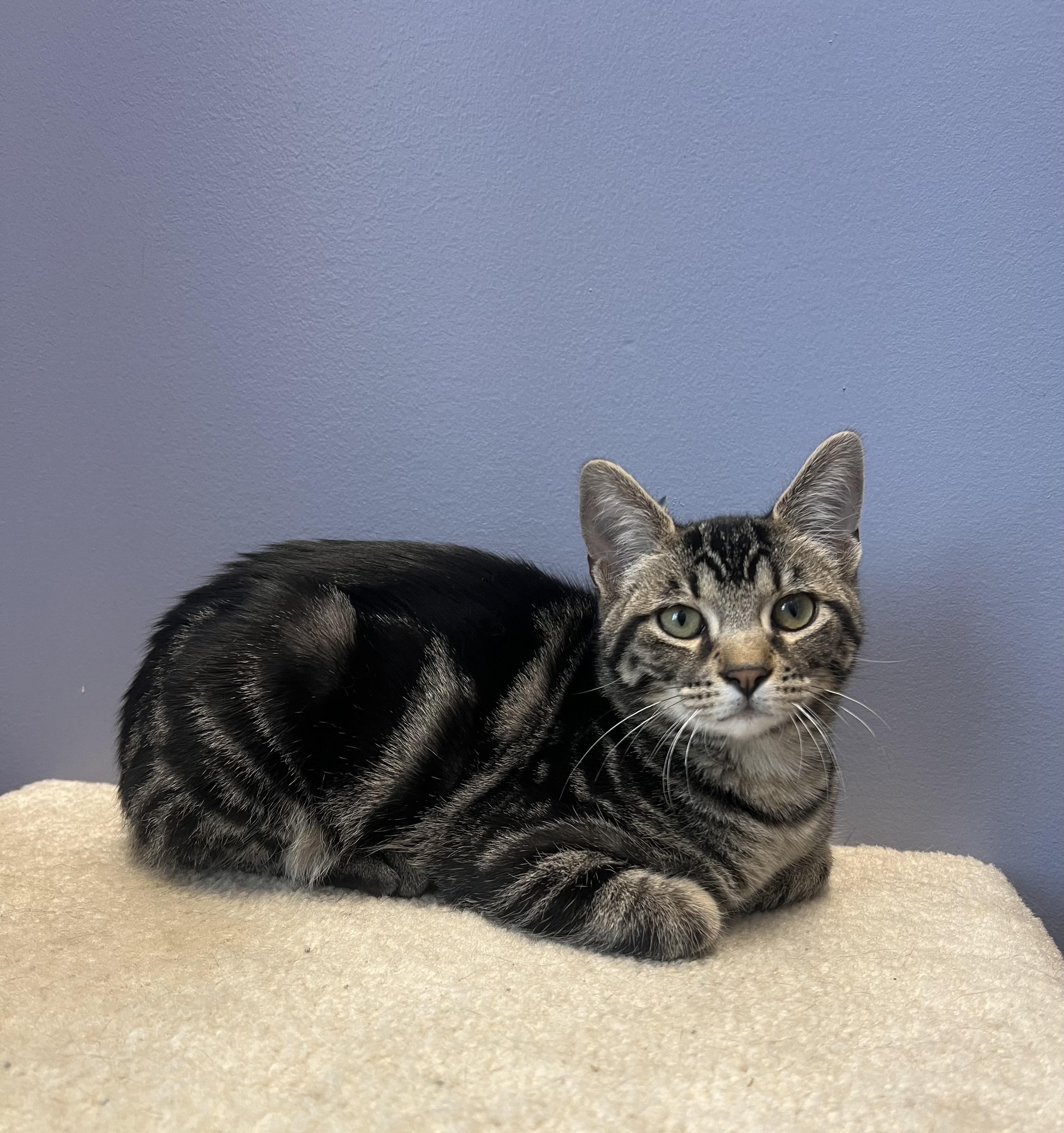 Oscar, Adoptable, Kitten Male Tabby.