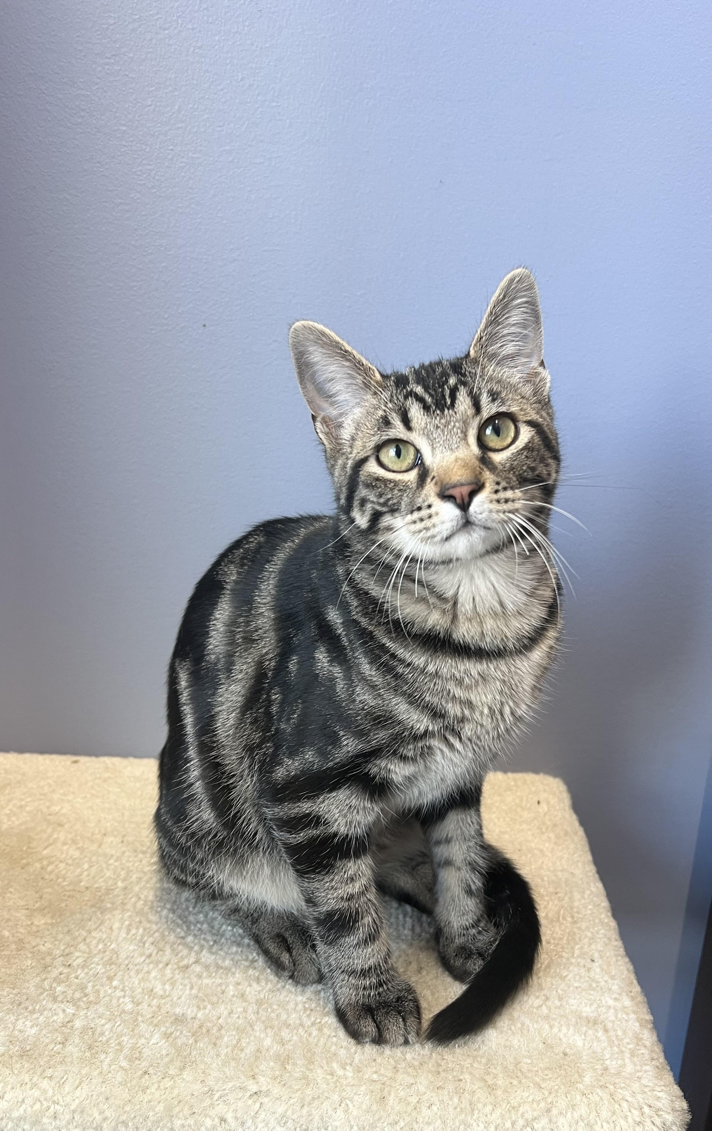 Oscar, a Adoptable Tabby in High Ridge, MO image 3/3